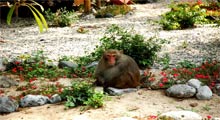 halong-bay-poseidon-sails-tours-monkey-island